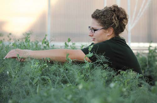 A graduate student works with common beans in a greenhouse at North Dakota State University.